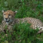 From Arusha: 7-Day Wildlife and Culture Safari - Why This Tour Offers Value