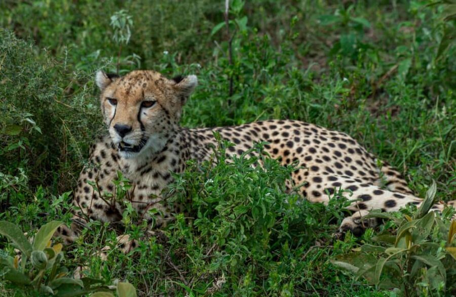 From Arusha: 7-Day Wildlife and Culture Safari - Why This Tour Offers Value