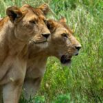From Arusha: 8-Day Wildlife and Cultural Safari - An In-Depth Look at the 8-Day Safari Experience