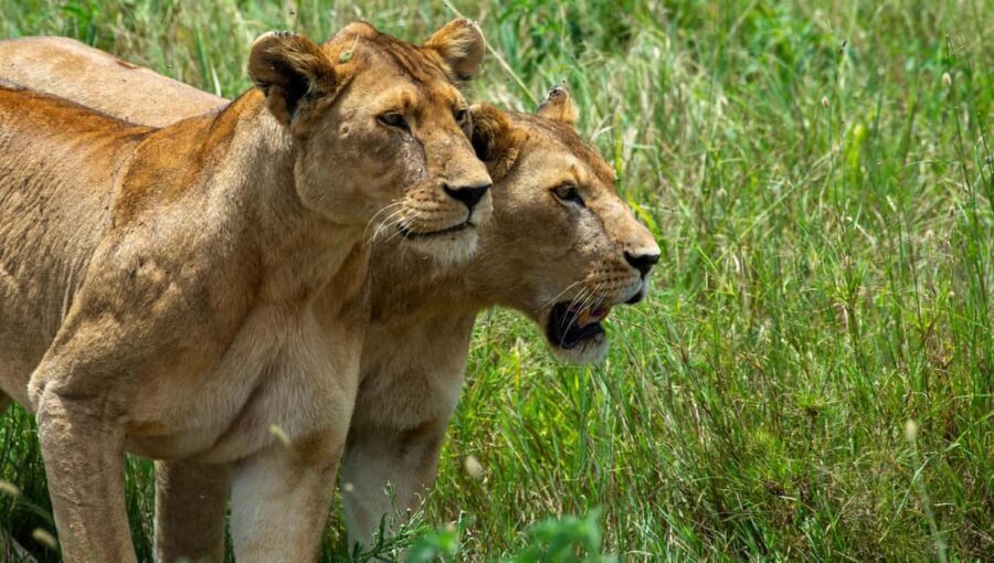 From Arusha: 8-Day Wildlife and Cultural Safari - An In-Depth Look at the 8-Day Safari Experience
