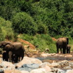 From Arusha: Day Trip to Lake Manyara National Park - The Practicalities of a Full-Day Lake Manyara Safari