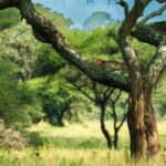 From Arusha: Guided 1 Day Tarangire National Park safari - The Itinerary in Detail