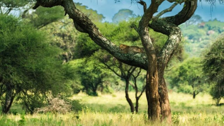 From Arusha: Guided 1 Day Tarangire National Park safari - The Itinerary in Detail