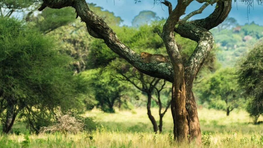 From Arusha: Guided 1 Day Tarangire National Park safari - The Itinerary in Detail