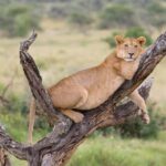 From Arusha: Lake Manyara National Park Day Trip - The Value of This Tour