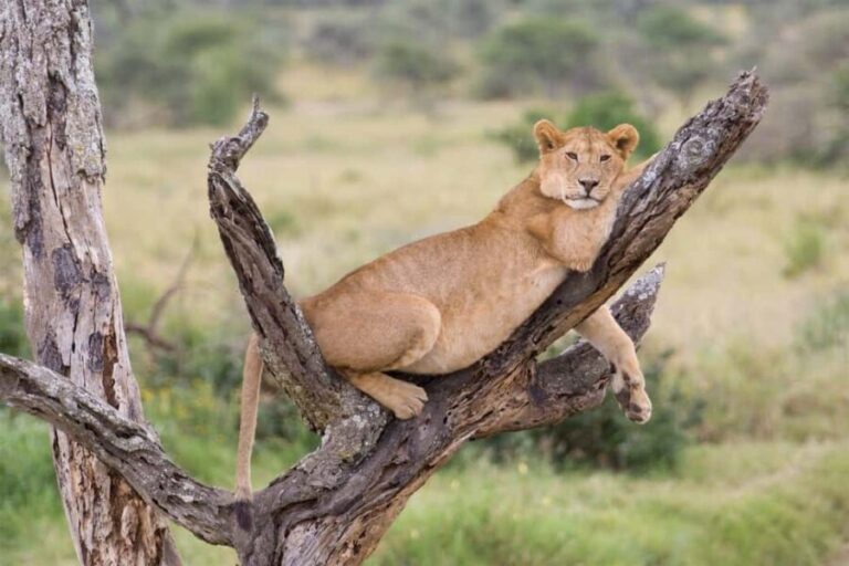 From Arusha: Lake Manyara National Park Day Trip - The Value of This Tour