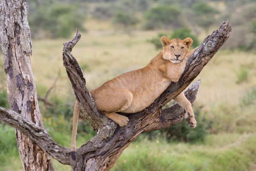 From Arusha: Lake Manyara National Park Day Trip - The Value of This Tour