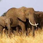 From Arusha: Private Full-Day Safari to Ngorongoro Crater - What Sets This Tour Apart