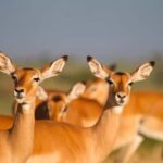 From Arusha: Safari in Serengeti, Tarangire, and Ngorongoro - What Sets This Safari Apart