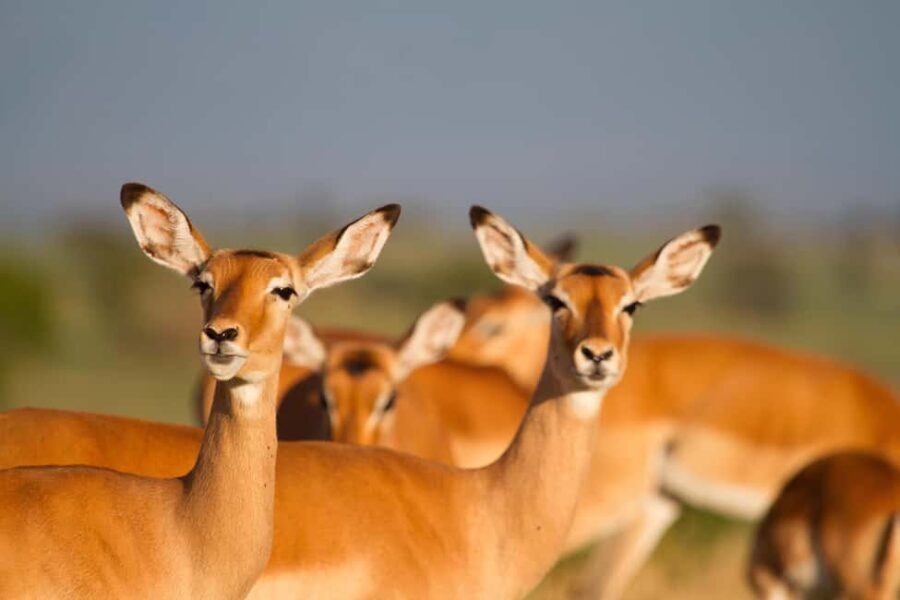 From Arusha: Safari in Serengeti, Tarangire, and Ngorongoro - What Sets This Safari Apart