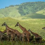 From Arusha:2-Day Tarangire N.P and Ngorongoro Crater Safari - Overnight at Lake Manyara: A Unique Stay