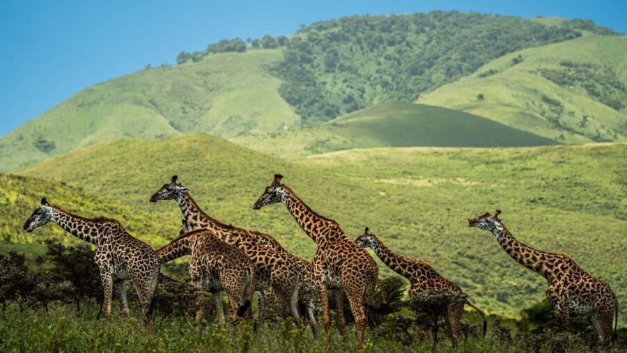 From Arusha:2-Day Tarangire N.P and Ngorongoro Crater Safari - Overnight at Lake Manyara: A Unique Stay