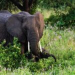 From Arusha:The 4-Day Safari Expedition to Tarangire & Ndutu - An In-Depth Look at the 4-Day Safari Experience