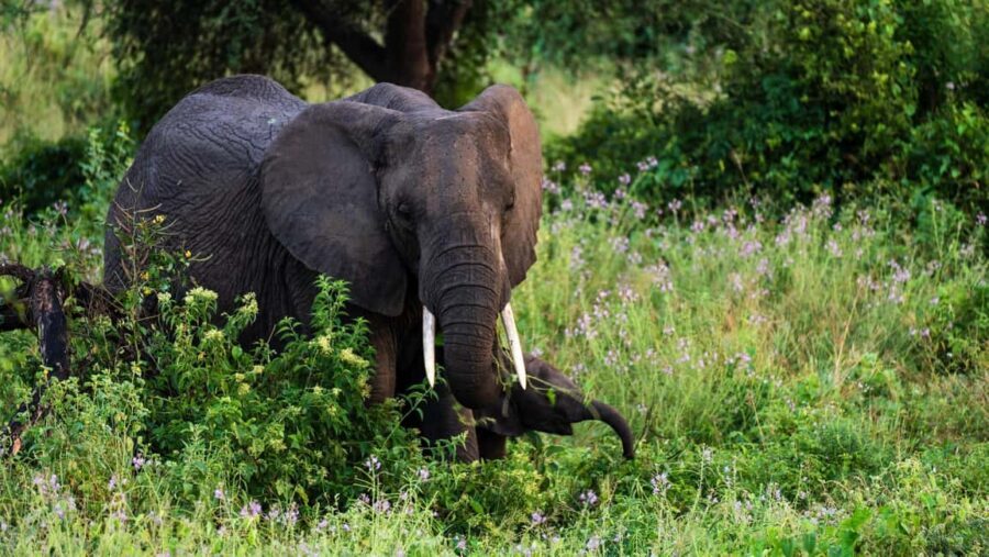 From Arusha:The 4-Day Safari Expedition to Tarangire & Ndutu - An In-Depth Look at the 4-Day Safari Experience