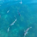 From Auckland: ALDERMAN ISLANDS (Ruamaahu) Day Trip - Who Will Love This Tour?