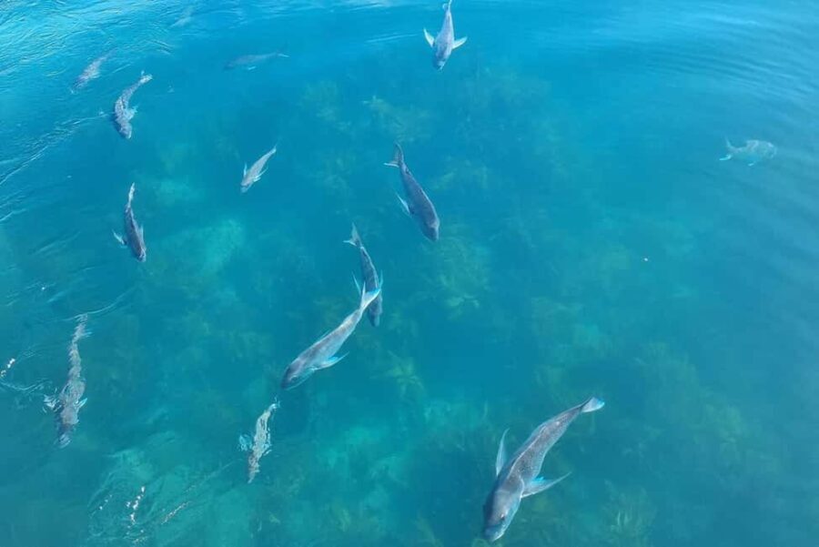 From Auckland: ALDERMAN ISLANDS (Ruamaahu) Day Trip - Who Will Love This Tour?
