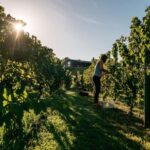 From Auckland: Waiheke Island Sip & Savour Tour with Lunch - Detailed Breakdown of the Itinerary