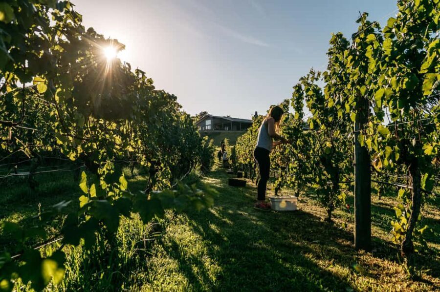 From Auckland: Waiheke Island Sip & Savour Tour with Lunch - Detailed Breakdown of the Itinerary