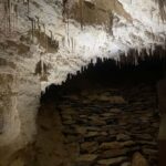 From Auckland: Waitomo Caves and Kiwi House Group Tour - An In-Depth Look at the Tour Experience