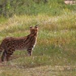 From Bale Mountains: 6-Day Guided Trekking Adventure - The Itinerary Breakdown