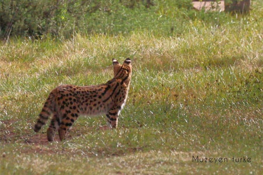 From Bale Mountains: 6-Day Guided Trekking Adventure - The Itinerary Breakdown