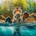 From Brisbane: Australia Zoo Ticket and Roundtrip Transfer - What Makes This Tour a Worthwhile Choice?