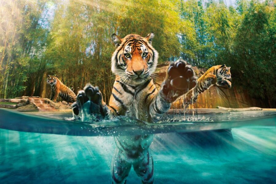 From Brisbane: Australia Zoo Ticket and Roundtrip Transfer - What Makes This Tour a Worthwhile Choice?