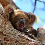 From Brisbane: Gold Coast Day Tour with Lunch - Who Is This Tour Best For?