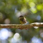From Brisbane: Maiala Rainforest Private Tour - The 5km Walking Track
