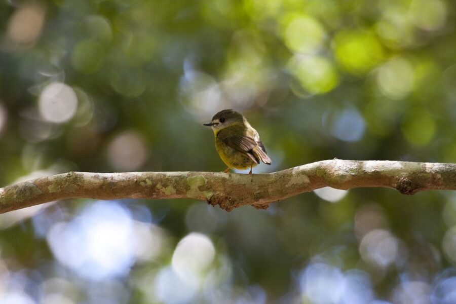 From Brisbane: Maiala Rainforest Private Tour - The 5km Walking Track