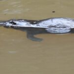 From Byron Bay: Platypus Spotting Walk - An In-Depth Look at the Platypus Spotting Walk