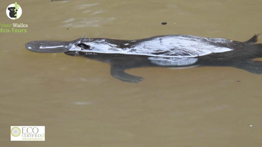 From Byron Bay: Platypus Spotting Walk - An In-Depth Look at the Platypus Spotting Walk