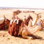From Cairo : Overnight Camping Adventure in El-Fayoum Oasis - A Detailed Look at What to Expect