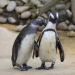 From Cape Town: 15-Day Fascinating Adventure to Johannesburg - Who Should Consider This Tour?