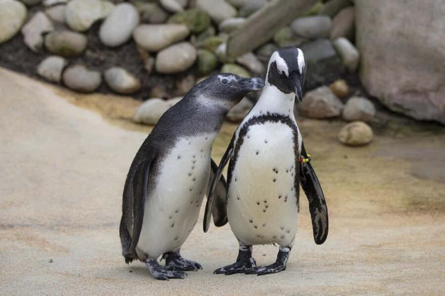 From Cape Town: 15-Day Fascinating Adventure to Johannesburg - Who Should Consider This Tour?