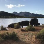 From Cape Town: 2-Day Garden Route Safari with Shark Diving - Practical Considerations