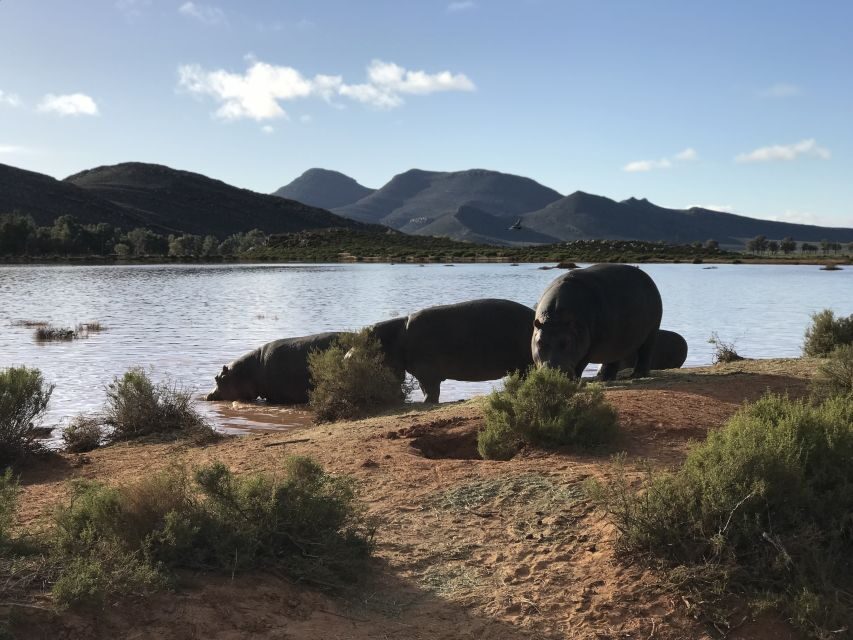 From Cape Town: 2-Day Garden Route Safari with Shark Diving - Practical Considerations