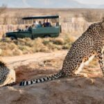 From Cape Town: 3-Day Garden Route Safari and Coastal Tour - Who Should Consider This Tour?
