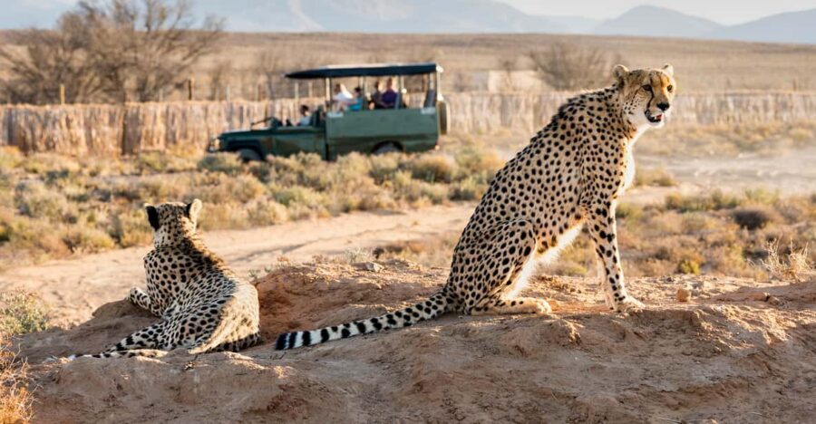 From Cape Town: 3-Day Garden Route Safari and Coastal Tour - Who Should Consider This Tour?