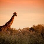 From Cape Town: 4 Day Luxury Garden Route Selection Tour - What’s Included and What’s Not