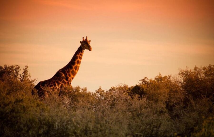 From Cape Town: 4 Day Luxury Garden Route Selection Tour - What’s Included and What’s Not