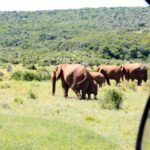 From Cape Town: 5-Day Best of Garden Route and Addo Safari - An In-Depth Look at the 5-Day Experience
