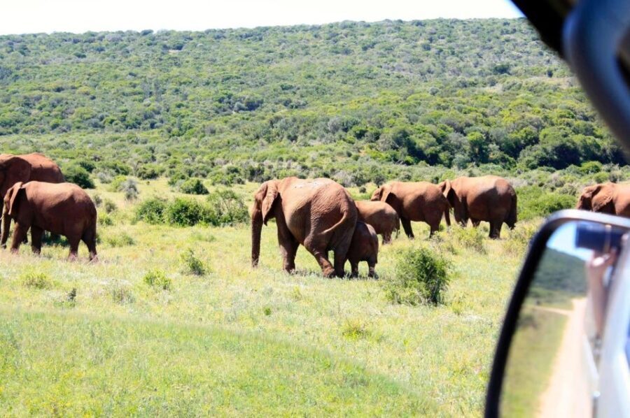 From Cape Town: 5-Day Best of Garden Route and Addo Safari - An In-Depth Look at the 5-Day Experience