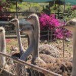 From Cape Town: 7-Day Garden Route, Addo and Winelands Combo - The Itinerary Breakdown: What to Expect