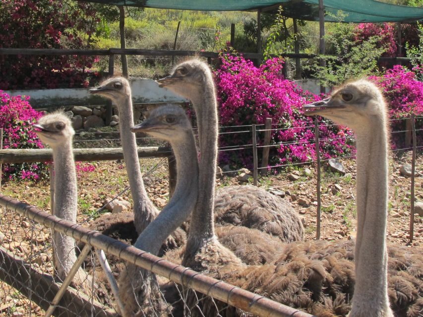 From Cape Town: 7-Day Garden Route, Addo and Winelands Combo - The Itinerary Breakdown: What to Expect