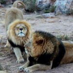 From Cape Town: Aquila Game Reserve Safari Tour with Lunch - Wildlife & Landscape Highlights
