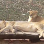 From Cape Town: Aquila Game Reserve Safari Tour with Lunch - FAQ