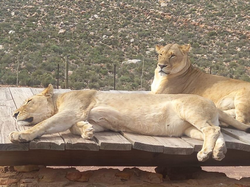 From Cape Town: Aquila Game Reserve Safari Tour with Lunch - FAQ
