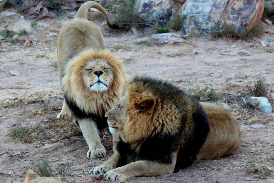 From Cape Town: Aquila Game Reserve Safari Tour with Lunch - Wildlife & Landscape Highlights