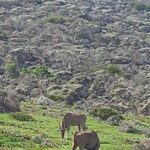 From Cape Town: Aquila Game Reserve Sunset Game Drive - Who Will Love This Tour?